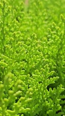 Thuja aurera Nana limon yeşili iğneleri. Yüksek kalite 4k görüntü, dikey video