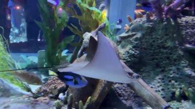 Phu Quoc, Vietnam. Phu Quoc adasındaki akvaryumun güzelliği. Yüksek kalite 4k görüntü