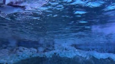 Phu Quoc, Vietnam. Phu Quoc adasındaki akvaryumun güzelliği. Penguenler WynWonders Lunaparkından Grant Ward