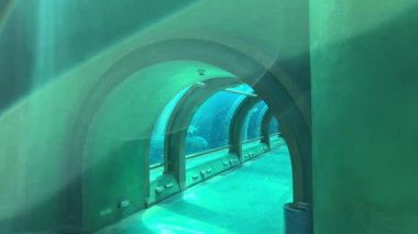 Phu Quoc, Vietnam. Phu Quoc adasındaki akvaryumun güzelliği. Yüksek kalite 4k görüntü