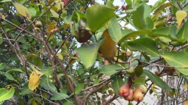 Java appale, balmumu elması, ağaçtaki Syzygium samarangense meyveleri. Ağaç çoğunlukla tropikal bölgelerde yetişir ve 12 metreye kadar büyüyebilir. Meyveye Semarang gül-elma ve balmumu jambonu da denir..