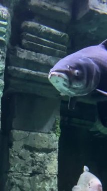 Phu Quoc, Vietnam. Phu Quoc adasındaki akvaryumun güzelliği. Yüksek kalite 4k görüntü