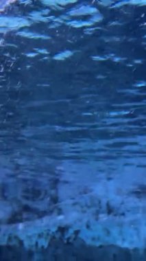 Phu Quoc, Vietnam. Phu Quoc adasındaki akvaryumun güzelliği. Penguenler WynWonders Lunaparkından Grant Ward