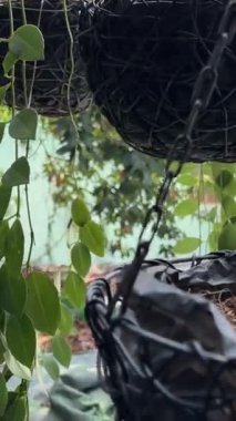 Giriş süslemesi: İki kırmızı fener restoran girişine bir simetri dokunuşu ekler. Çin lokantası dekorasyonları