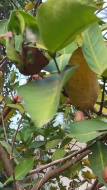 Java appale, balmumu elması, ağaçtaki Syzygium samarangense meyveleri. Ağaç çoğunlukla tropikal bölgelerde yetişir ve 12 metreye kadar büyüyebilir. Meyveye Semarang gül-elma ve balmumu jambonu da denir..