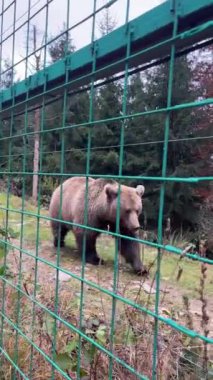 Kahverengi ayı kafesteki hayvan barınağında tutsak vahşi yaşam egzotik Avrupa 'da. Yüksek kalite 4k görüntü