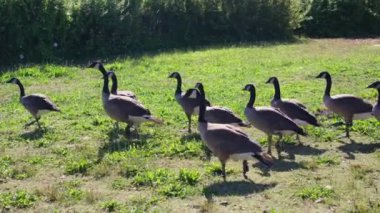 Yeşil çim üzerinde bir çiftlik kazının hayatı. Kanada Kazları