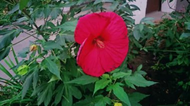 Rüzgarda sallanan kırmızı amber çiçekleri. Hibiscus 'a Filipinler' de gumamela denir. Yüksek kalite 4k görüntü