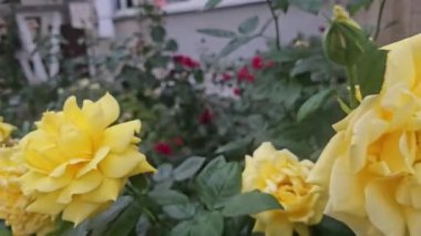 Baharda sarı çiçek açan güller. Yüksek kalite 4k görüntü