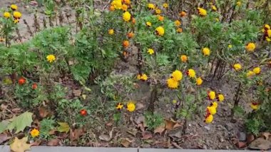 Gün batımında tarlada güzel sarı çiçekler, kadife çiçeği. Yüksek kalite 4k görüntü