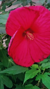Rüzgarda sallanan kırmızı amber çiçekleri. Hibiscus 'a Filipinler' de gumamela denir. Yüksek kalite 4k görüntü
