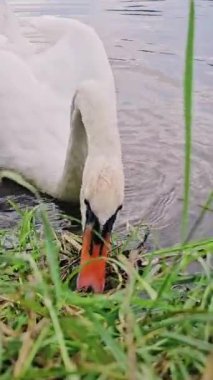 Stryiskyi Park, Lviv, Ukrayna 'da Kuğu Gölü' nün kıyısındaki güvercinlerle birlikte düşen sarı yaprakların arasında yeşil otları gagalayan beyaz dilsiz kuğu. Video 39 saniye. Ağaçların yansıması