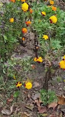 Gün batımında tarlada güzel sarı çiçekler, kadife çiçeği. Yüksek kalite 4k görüntü