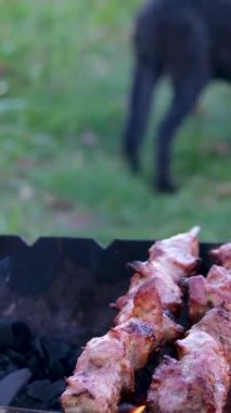 Bir tabak kızarmış tavuk kanadı ve mısıra bakan bir köpek. Yüksek kalite 4k görüntü