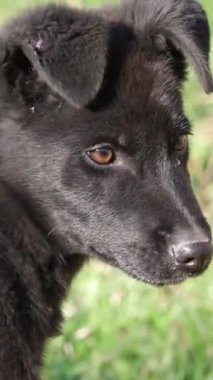 Kör siyah labrador köpeği bahar parkında dışarıda oynuyor. Yaşlı hayvanlara bakmak. Evcil hayvanlar dışarıda oynar. Yüksek kalite 4k görüntü. 