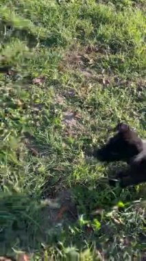 Siyah labrador köpeği bahar parkında açık havada oynuyor. Yaşlı hayvanlara bakmak. Evcil hayvanlar dışarıda oynar.