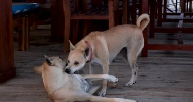 İki Carolina Köpeği Hong Kong sokaklarında birbirleriyle oynayıp kavga ediyorlar. Yüksek kaliteli FullHD görüntüler