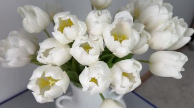 Güzel beyaz bahar çiçekleri. Çiçekli beyaz laleler, dönüşümlü. Doğum günü konsepti. Yüksek kalite 4k görüntü