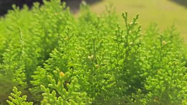 Canlı Yeşil Yapraksı Kozalaklı Çalılar Yeşilliğin Yakın Çekimi. Yüksek kalite 4k görüntü