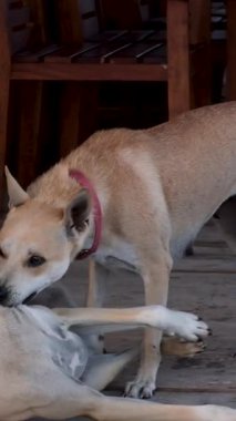İki köpek çimlerin üzerindeki yeşil parkta kovalamaca oynuyorlar. Phu Quoc köpeği