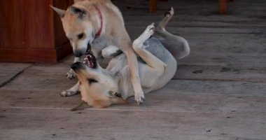 İki köpek çimlerin üzerindeki yeşil parkta kovalamaca oynuyorlar. Phu Quoc köpeği