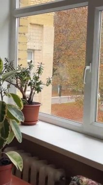 Hastanedeki tekerlekli sandalyeler parlak modern tasarım ofis alanı içinde kimse yok ve büyük güneş ışığı pencereleri ve bahçe manzarası. Yüksek kalite 4k görüntü