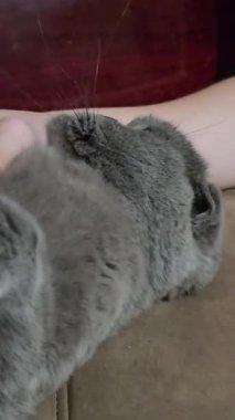 Kabarık tüylü evcil kedi, sevgi dolu sahibinin kollarında huzur içinde özel bağlarının tadını çıkarırken hafif dokunuşlar ve sıcaklıkla dinleniyor. Yüksek kalite 4k görüntü