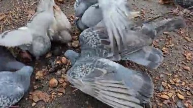 Kuşları besle. Güvercinler asfaltta kırılmış ve kırılmış ceviz yerler. Yüksek kalite 4k görüntü