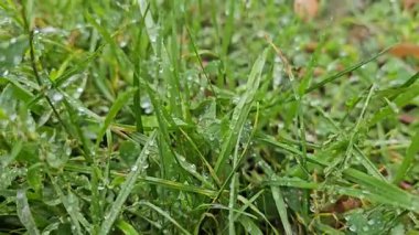 Sabahleyin yağmurdan sonra çimenlerin üzerindeki çiy damlaları. Yüksek kalite 4k görüntü