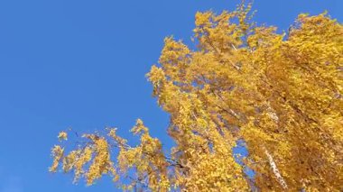 Sonbahar sarı huş ağacı mavi gökyüzüne karşı, güneşli hava, açık gökyüzü, rüzgar dalları hareket ettiriyor. Yüksek kalite 4k görüntü