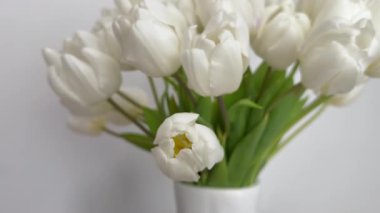 Zarif Beyaz Lale Buketi Yumuşak Sabah Işığında Minimalist Alan 'da düzenleniyor. Yüksek kalite 4k görüntü