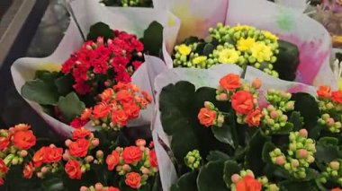 İstanbul 'da çiçekçi dükkanı, sokak dükkanında satılık çiçek dükkanı. Yüksek kalite 4k görüntü