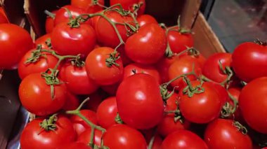 Yeşil dallı kırmızı domatesler, dönüşümlü. Mağazada yeşil kuyruklu büyük bir domates koleksiyonu var.