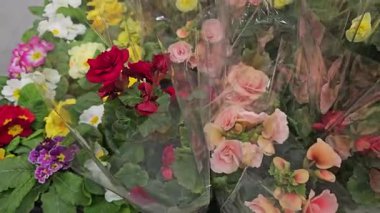 Çiçek saksılarında farklı tipte genç güller, çiçekçi pazarında ya da bahçe dükkanında satılıyor. İş ve alışveriş. Çiçekçilik, bahçıvanlık. Çiçekçi fideleri