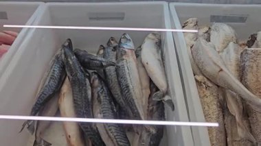 Islak pazarda bir yığın uskumru balığı. Yüksek kalite 4k görüntü