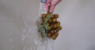 Longan, Longan Çetesi, Endonezya, Magelang 'da tropikal meyveler. Taze Longalıları yıkıyorum