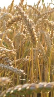 Avrupa 'da bir buğday tarlası, Fransa' da, Burgundy 'de, Nievre' de, Nevers yakınlarında, yazın, güneşli bir günde. Yüksek kalite 4k görüntü