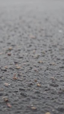 Kar taneleri ıslak asfalta düşer ve anında erir. Yüksek kalite 4k görüntü