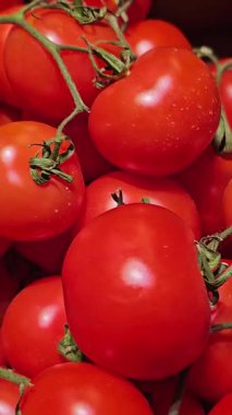 Yeşil dallı kırmızı domatesler, dönüşümlü. Mağazada yeşil kuyruklu büyük bir domates koleksiyonu var.