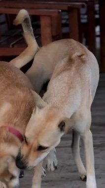 İki Köpek Sahilde Oynuyor. Yüksek kaliteli FullHD görüntüler