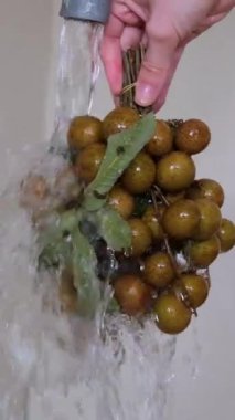 Longan, Longan Çetesi, Endonezya, Magelang 'da tropikal meyveler. Taze Longalıları yıkıyorum