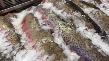 Dondurulmuş alabalık buz parçalarında yatar. Taze balık buzun üzerinde yatıyor, yakın plan. Dükkandaki soğutulmuş bir raftaki balıklar. Süpermarket. Soğuk alabalık. Yüksek kalite 4k görüntü