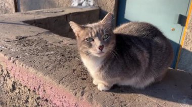 Kedi ve kedi asfalta oturmak için birbirlerine gelirler. Güzel gri kedi evin arkasındaki ağacın altına uzanır ve yaz atmosferinde yaprakları koklar ve tüylerini yalarlar. Kedi çok ciddi görünür. 4k