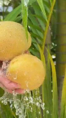 Bir palmiye ağacının arka planında mango meyvelerini yıkamak Asya yaz mevsiminde tropikal meyveler Mutfak lavabosunda el yıkama, mango, elma, dezenfekte etme, 