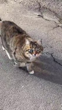 Antik sokaklarda yürüyen sokak kedisi, yaz zamanı. Yazın çizgili tekir kedi sokakları. Eski rahat avlu. Yüksek kalite 4k görüntü