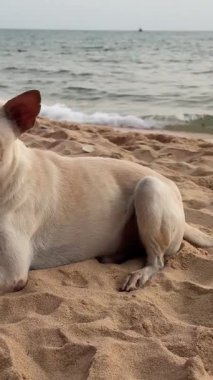 Altın sokak köpeği kumlu sahilde huzur içinde uzanıyor, güneşin altında güneşleniyor. Huzur ortamı bu tüylü arkadaş için mükemmel bir sükunet anı yaratıyor. Yüksek kalite 4k görüntü