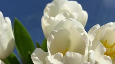 Güzel parlak renkli Beyaz Bahar laleleri. Lale tarlası. Bahçede açan lale çiçekleri. İlkbaharda bir tarlada bir sürü lalenin üzerinde dönüyor. Doğadaki renkli çiçek tarlası. 