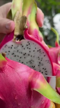 Pembe ejderha meyvelerini bıçakla yakın plan kesiyor. Egzotik Pitaya veya pitahaya, birçok farklı kaktüs türüne ait bir meyvedir. Ejderha meyvesi deriden elde edilir. Meyvenin derisi ve pullu çivileri gibi.