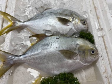 Süpermarkette taze beyaz pomfret balığı. Buzlu kabın içinde taze beyaz pomfret balığı. Balık pazarı vitrini. İnsanlar her gün alabilsin diye süpermarketlerde satılıyordu. - Evet. Yüksek kalite fotoğraf