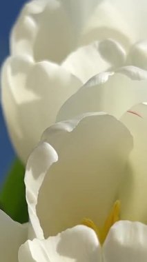 Güzel parlak renkli Beyaz Bahar laleleri. Lale tarlası. Bahçede açan lale çiçekleri. İlkbaharda bir tarlada bir sürü lalenin üzerinde dönüyor. Doğadaki renkli çiçek tarlası. 